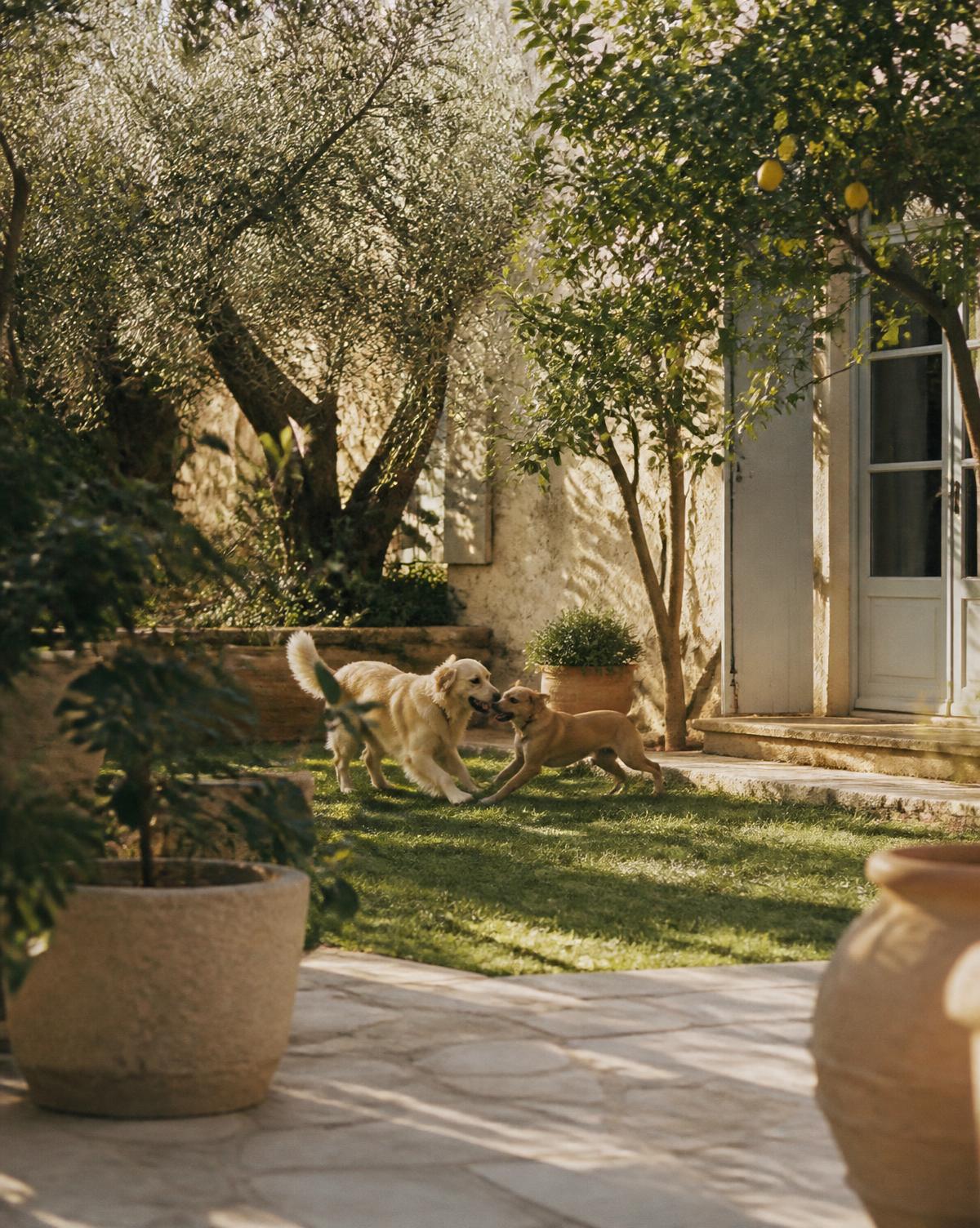 Two dogs playing in a sunlit Spanish garden with a lemon tree